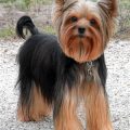 Yorkie Poo Tail