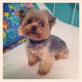 Yorkie Poo Teddy Bear Haircut