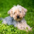 Yorkie Poo Training Tips