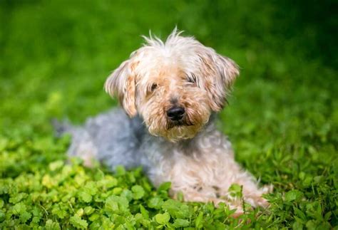 Yorkie Poo Training Tips