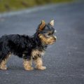 Yorkie Poo With Long Tail