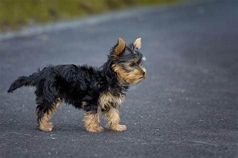 Yorkie Poo With Long Tail