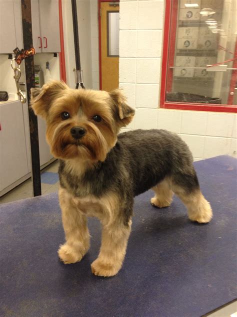 Yorkie Poo With Straight Hair