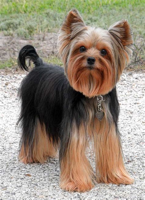 Yorkie Poo With Tail