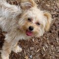 Yorkie Poodle Cross Puppies