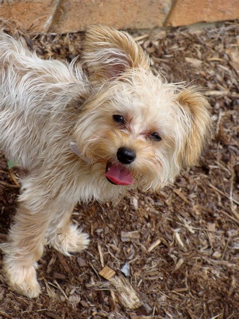 Yorkie Poodle Cross Puppies