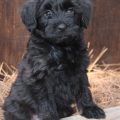 Yorkie Poodle Mix Black