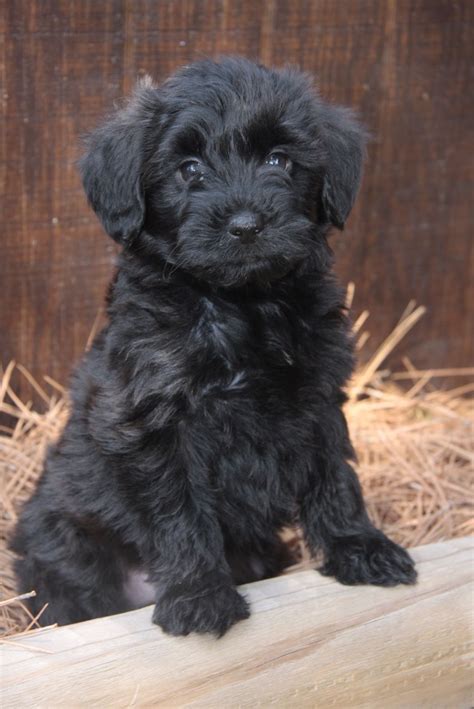 Yorkie Poodle Mix Black