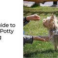 Yorkie Potty Training Age