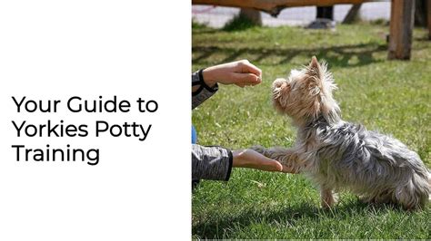 Yorkie Potty Training Age