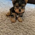 Yorkie Puppies 8 Weeks Old