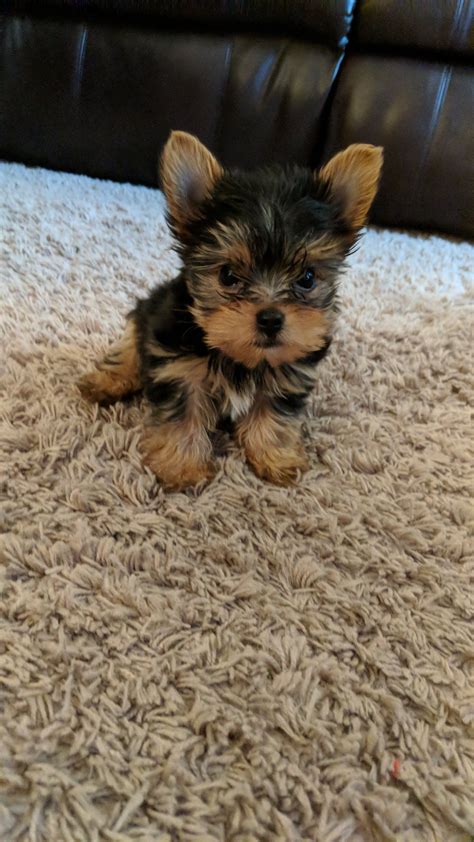 Yorkie Puppies 8 Weeks Old