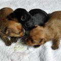 Yorkie Puppies At 2 Weeks Old