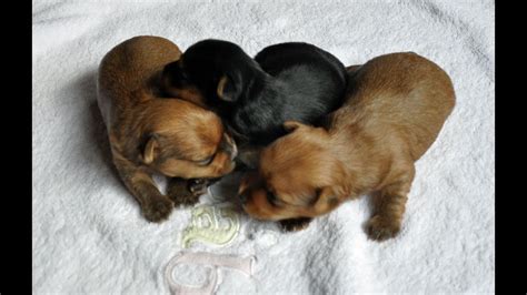 Yorkie Puppies At 2 Weeks Old