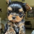 Yorkie Puppies Cost