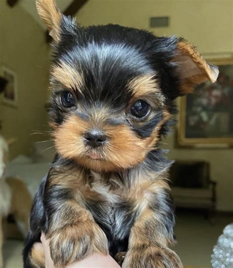 Yorkie Puppies Cost