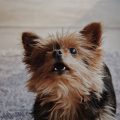 Yorkie Puppy Aggressive Behavior