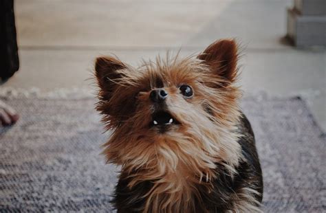 Yorkie Puppy Aggressive Behavior