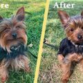 Yorkie Puppy Cut Before And After