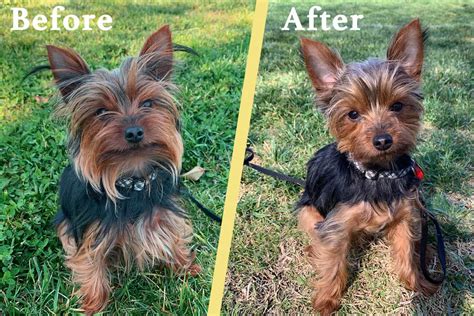 Yorkie Puppy Cut Before And After