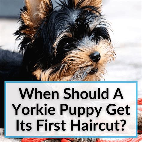 Yorkie Puppy First Haircut