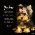 Yorkie Quotes