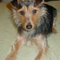 Yorkie Rat Terrier Mix Puppy