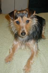 Yorkie Rat Terrier Mix Puppy