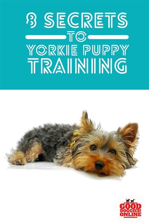 Yorkie Rescue Tips Basic