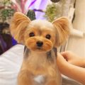 Yorkie Round Face Haircut