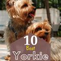 Yorkie Safe Cleaning Guide