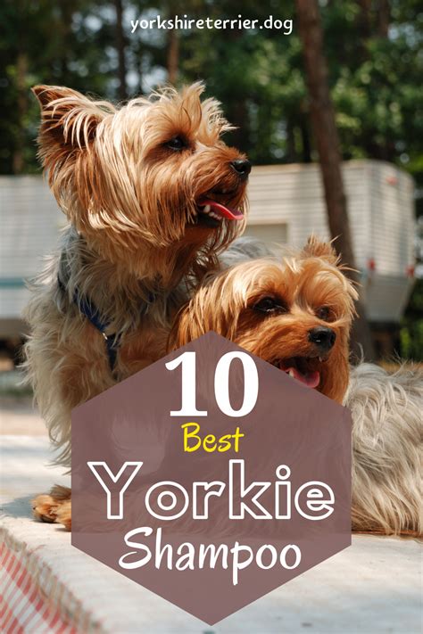 Yorkie Safe Cleaning Guide