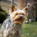 Yorkie Safe Exercise Plan