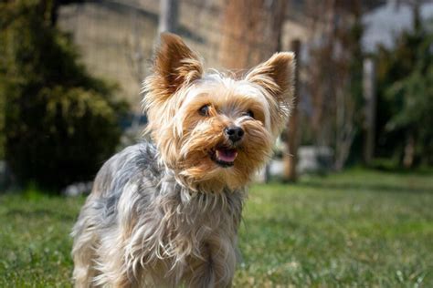 Yorkie Safe Exercise Plan