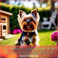 Yorkie Safe Housing Tips