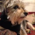 Yorkie Schnauzer Mix Black