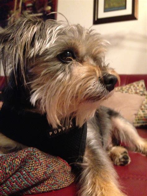 Yorkie Schnauzer Mix Black