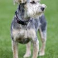 Yorkie Schnauzer Mix Haircuts