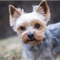 Yorkie Seasonal Shedding Care