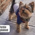 Yorkie Shaking