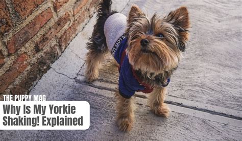 Yorkie Shaking