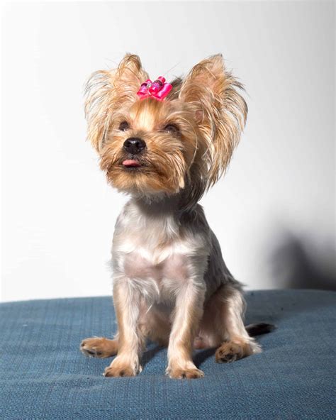 Yorkie Shaved