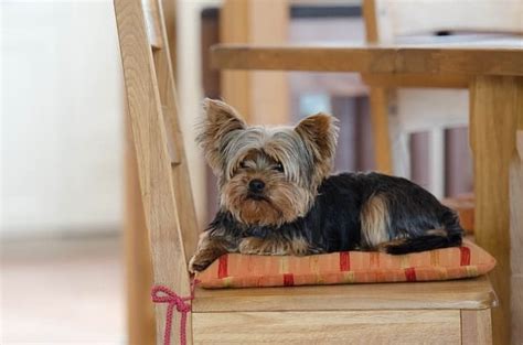 Yorkie Shed