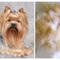 Yorkie Shedding