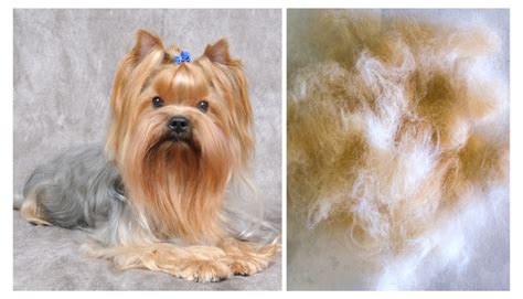 Yorkie Shedding