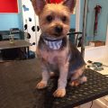 Yorkie Short Cuts