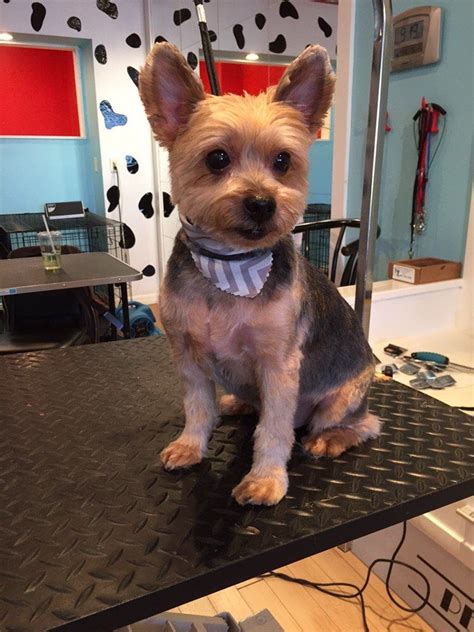 Yorkie Short Cuts