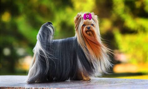 Yorkie Show