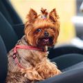 Yorkie Skills: What They Excel At Naturally