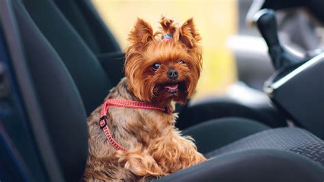 Yorkie Skills: What They Excel At Naturally